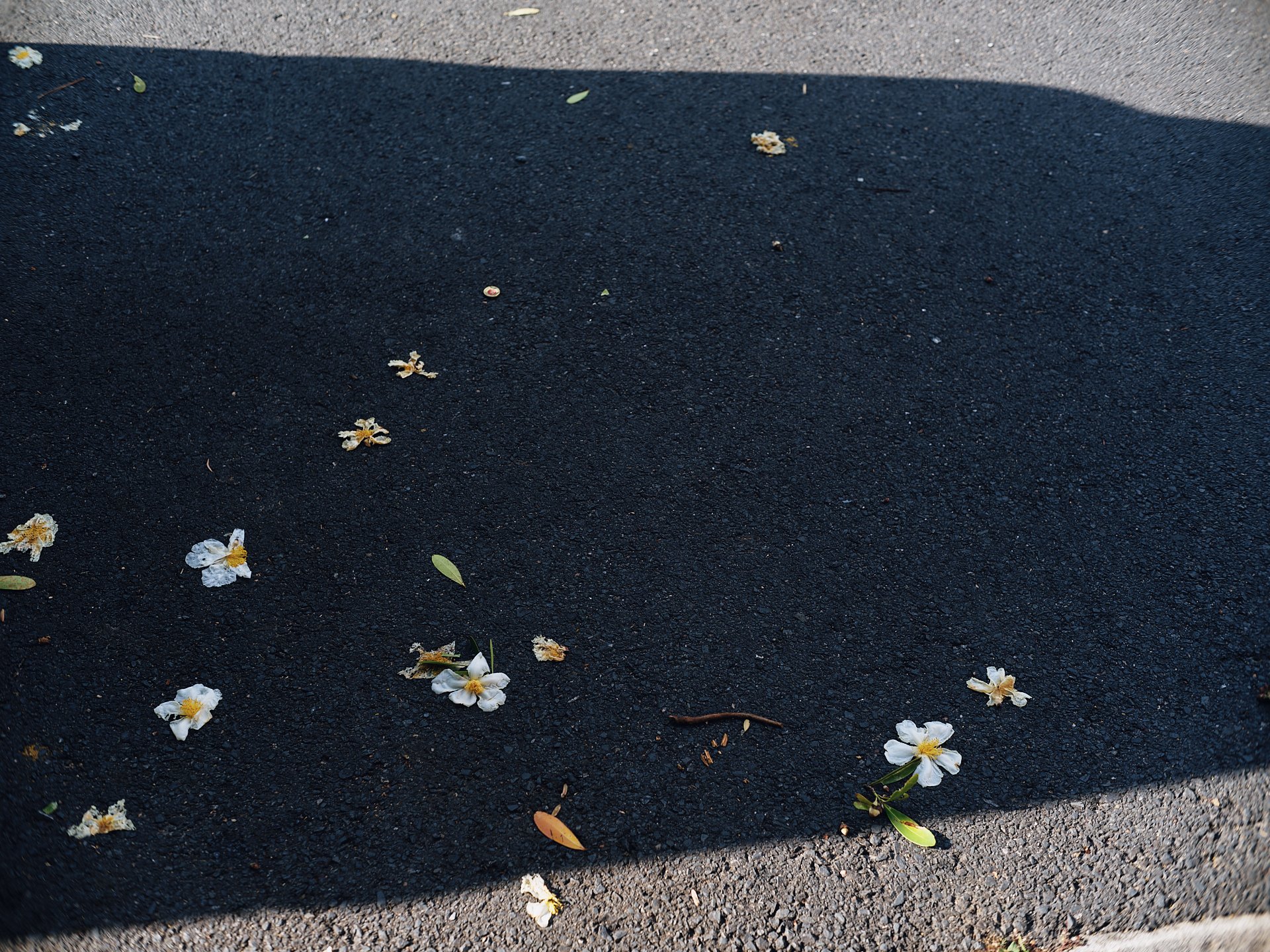 DSCF3190.jpg
